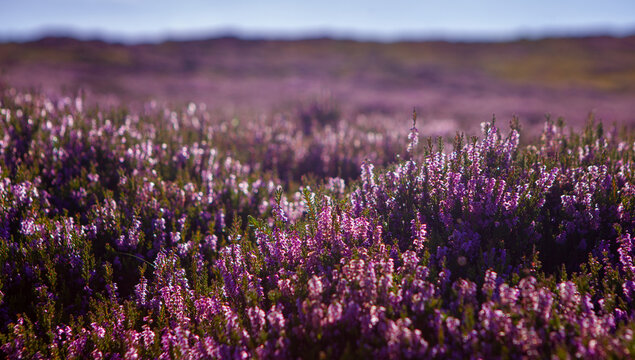 Heather plant closeup detail of blossom on Haworth Moor