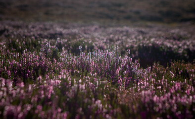 Heather plant closeup detail of blossom on Haworth Moor