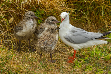 Mother With Chicks
