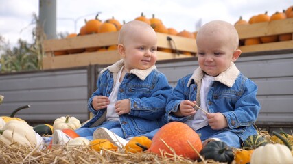 Fototapeta premium Special bond between twins. Twin babies communicating with each other, one of them is laughing. Sisters in the pumpkin patch 