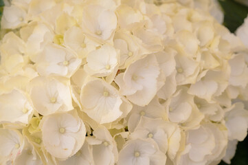 Obraz na płótnie Canvas Floral background of white hydrangea flowers close up.