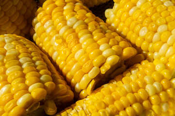 Cobs of yellow boiled corn close up