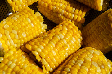 Cobs of yellow boiled corn close up