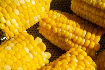 Cobs of yellow boiled corn close up