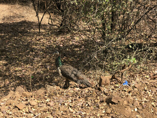 Peacock in the wild