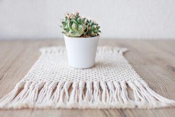 Cactus in pot on natural cotton twine mat rug on rustic wooden background. Eco style with green plant. Modern macrame handmade. Knitted  home decoration concept