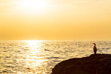 Great cormorant, Phalacrocorax, profiled on a beautiful sunset, on the Adriatic Sea coast.