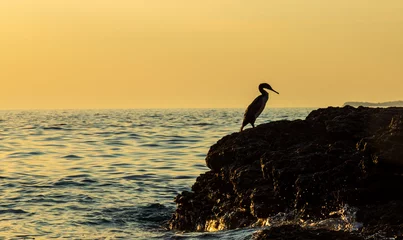 Foto op Canvas Great cormorant, Phalacrocorax, profiled on a beautiful sunset, on the Adriatic Sea coast. © Calin Tatu