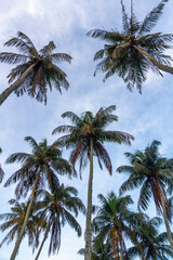 Fototapeta na wymiar Palm trees against a dusk sky, Sri Lanka