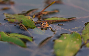 European fron, Rana esculenta, in a natural marsh environment