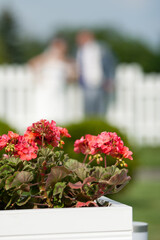flowers in a garden and wedding couple on the background