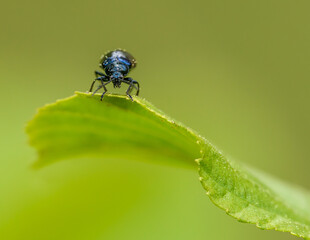 alder leaf beetle (Agelastica alni) on edge of leaf, front view