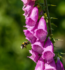 bumblebee flying around foxgloves (digitalis) flower © Petr