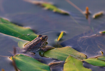 European fron, Rana esculenta, in a natural marsh environment