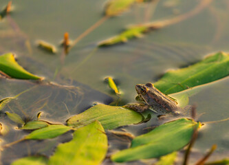 European fron, Rana esculenta, in a natural marsh environment