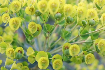 close up of yellow flowers