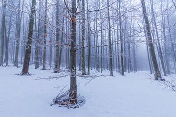 Winter scenery in a mountain forest, with frost and fresh powder snow, in Europe