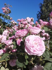 roses against a blue sky