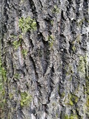 the bark of old aspen