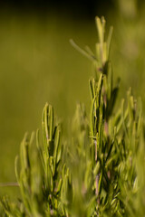 forest trees and grass. nature green wood backgrounds