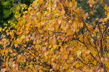 Autumn fallen yellow leaves in the forest