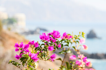 Purple flowers in front of sea