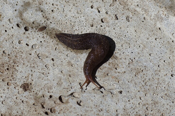 Great gray slug, leopard slug (Limax maximus), family Limacidae crawling over the bottom of a concrete manhole cover. Not verry spotted. Summer, Netherlands, August