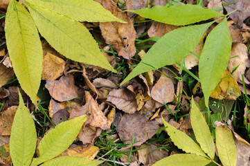 Autumn fallen yellow leaves in the forest