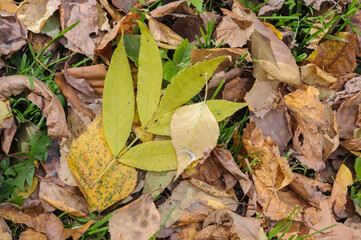 Autumn fallen yellow leaves in the forest