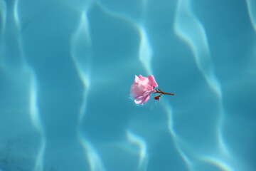 Fototapeta na wymiar Fleur dans la piscine.