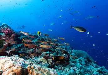 Tropical coral reef with fish, sharks and SCUBA Divers in Micronesia