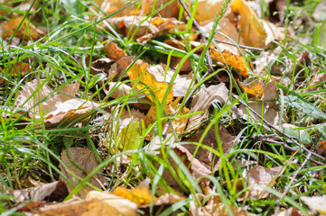 Autumn fallen yellow leaves in the forest