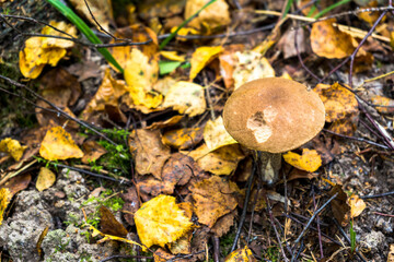 Yellow cap of edible boletus mushroom on a background of yellow leaves in the autumn forest