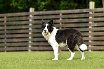 ドッグランで遊ぶボーダーコリー