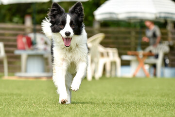 ドッグランで遊ぶボーダーコリー