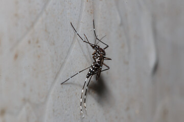 Anopheles or Aedes aedes wall in the bathroom