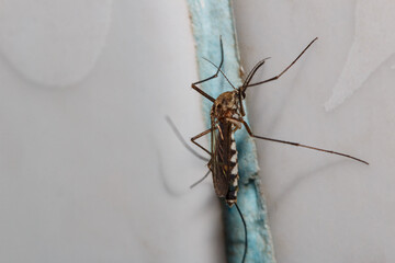 Anopheles or Aedes aedes wall in the bathroom