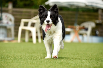 ドッグランで遊ぶボーダーコリー