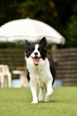 ドッグランで遊ぶボーダーコリー