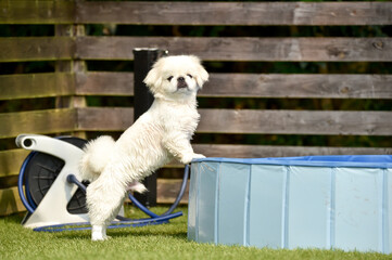 ドッグランで遊ぶペキニーズ