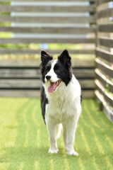 Fototapeta premium ドッグランで遊ぶボーダーコリー