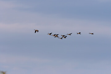 Flock of Canadian geese in flight