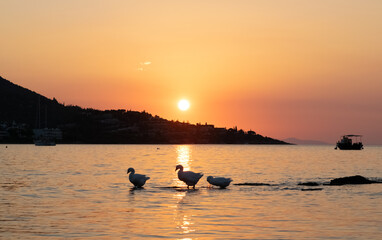 Three geese in the early morning sunset