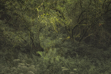 Consall Valley. Vibrant green moody, ethereal UK forest woodland trees, and foliage.