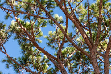 forest trees and grass. nature green wood backgrounds
