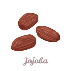 Dried jojoba seeds isolated on white background. Vector illustration in cartoon flat style.