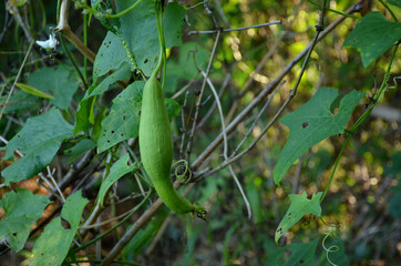 the green ripe bottle gourd with vine and leaves in the garden.