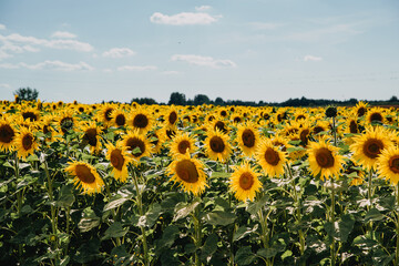 Field of blooming sunflowers on a sunny day. Countryside summer landscape with golden sunflowers. Ecological farming
