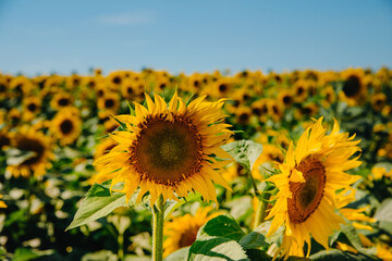Close up of blooming sunflowers on a sunny day against blue sky. Countryside summer landscape with golden sunflowers and copy space. Eco farming