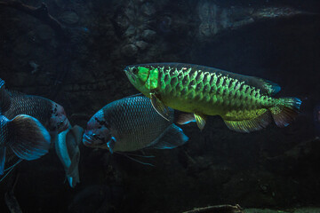Fototapeta premium loseup shot of Asian Arowana, Scleropages formosus fish